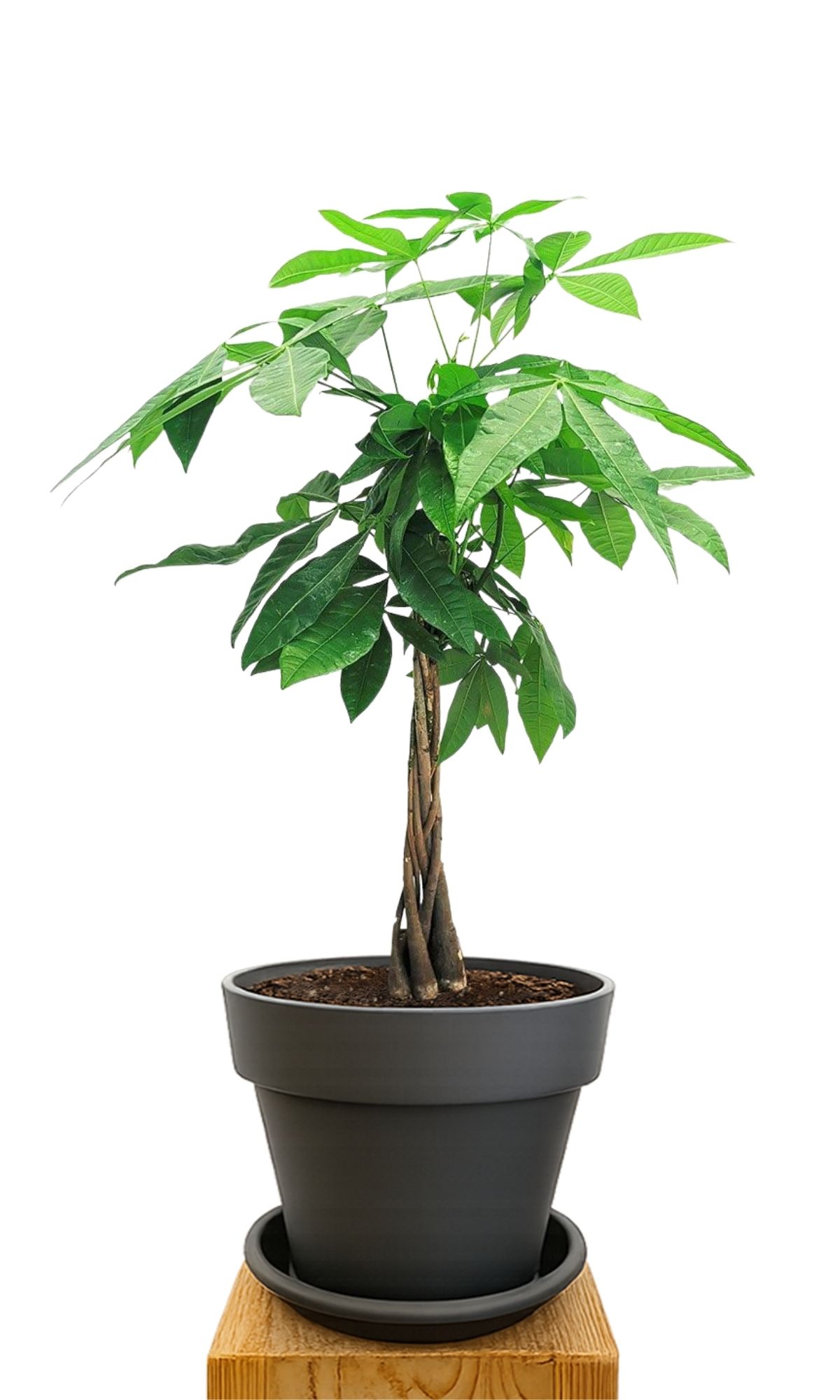 Plant kit 30 Anthracite